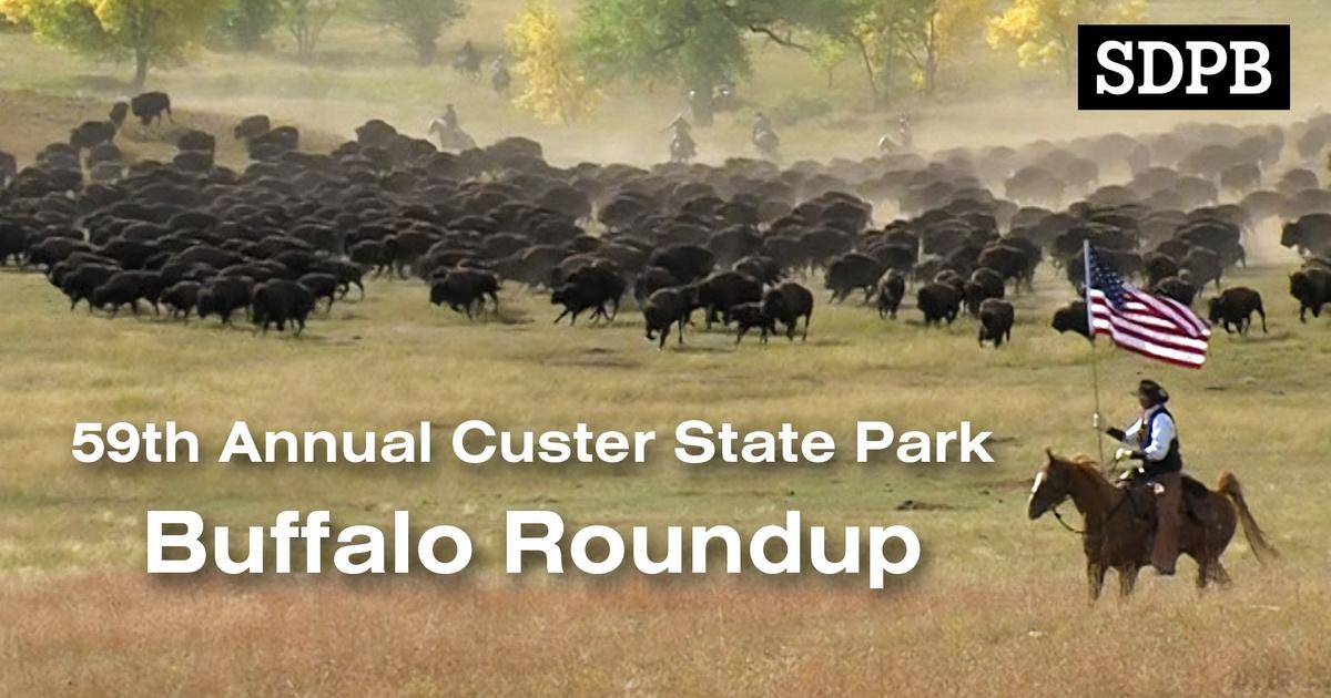 Custer State Park Buffalo Roundup 2024 South Dakota Governor's