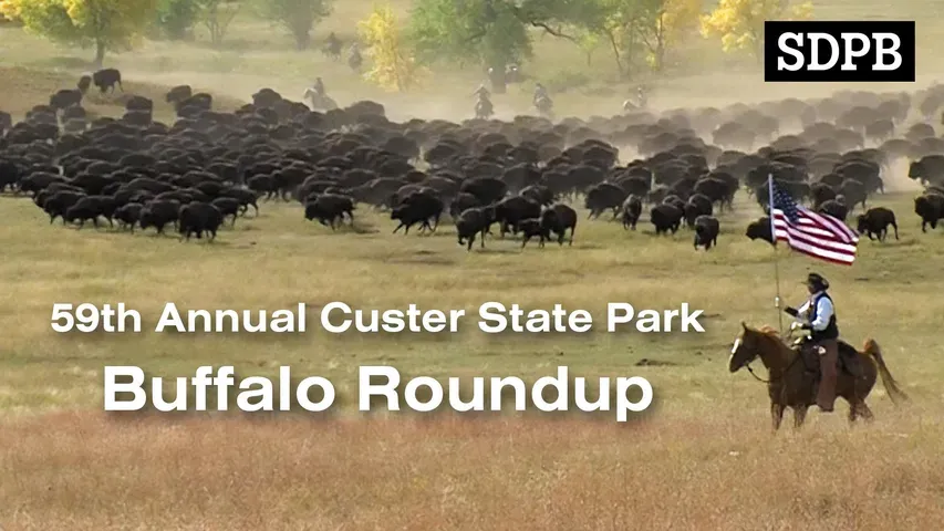 Custer State Park Buffalo Roundup