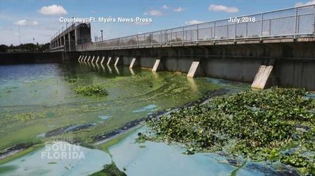 Video thumbnail: Your South Florida South Florida Red Tide – The New Normal?