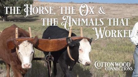 Video thumbnail: Cottonwood Connection The Horse, the Ox and the Animals that Worked
