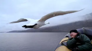 How David Attenborough Captured Memorable Swan Moment