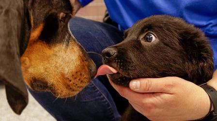 Video thumbnail: Animal Talk Integrating a New Puppy into Your Home