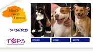 04/25/2025 | Zorro, Kobe and Reece | Mark’s Furry Friends
