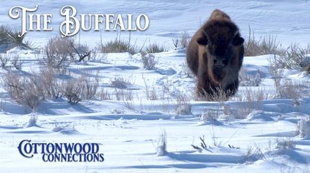 Video thumbnail: Cottonwood Connection The Buffalo