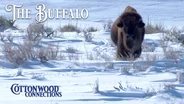 The Buffalo