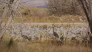 Bosque del Apache