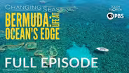 Bermuda: Life at Ocean's Edge