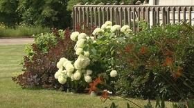 Video thumbnail: Great Gardening Garden Palettes