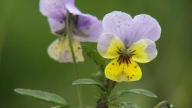 Video thumbnail: Backyard Farmer Backyard Farmer: Native Wildflowers & Tomato Plants