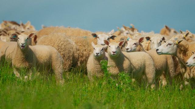 Human Footprint | Shear Force: How Sheep Reshaped Scotland