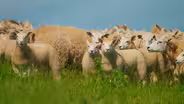 Shear Force: How Sheep Reshaped Scotland