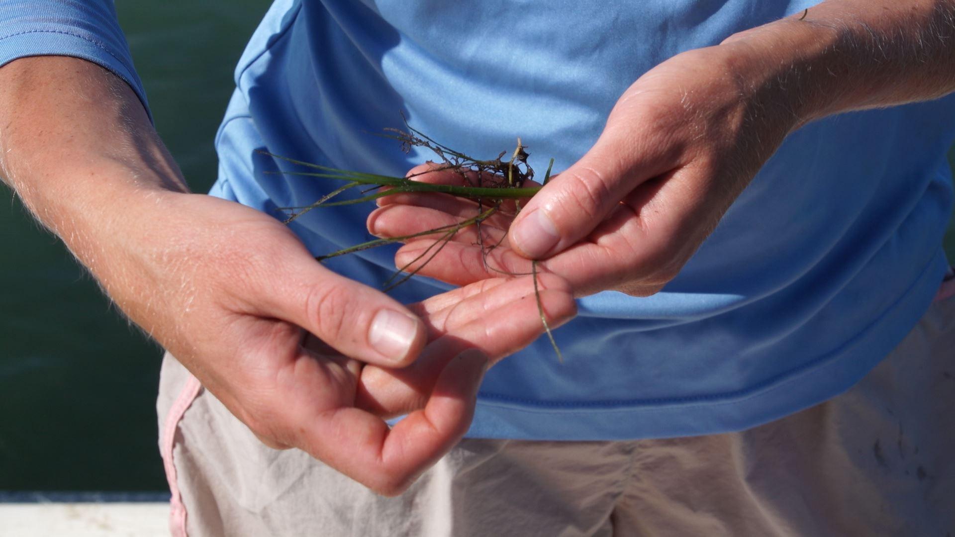 The impact of hurricanes on valuable seagrass