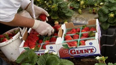California Strawberry Fields
