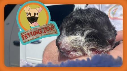 Video thumbnail: NewsDepth Petting Zoo: Cat Born With Two Faces