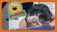 Petting Zoo: Cat Born With Two Faces