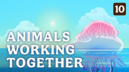 Video thumbnail: Crash Course Zoology Animals Working Together