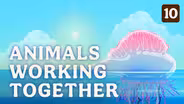 Animals Working Together