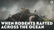 When Rodents Rafted Across the Ocean