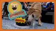 Petting Zoo: Top TSA K9