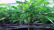 MARIJUANA LEGALIZATION HOLD UP