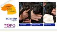 6/27/2024 | Mercedes, Poochie Pie, Pico Mole | Mark's Furry Friends