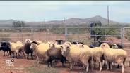 How a four-legged mowing system keeps solar farms producing