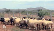 How a four-legged mowing system keeps solar farms producing