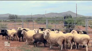 How a four-legged mowing system keeps solar farms producing