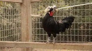 Down Home on the Zazu Farm