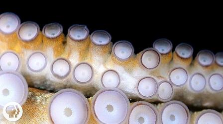 Video thumbnail: Deep Look If Your Hands Could Smell, You’d Be an Octopus