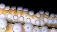 If Your Hands Could Smell, You’d Be an Octopus
