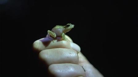 Video thumbnail: Earth Focus Understanding How Species Adapt in Urban Habitats