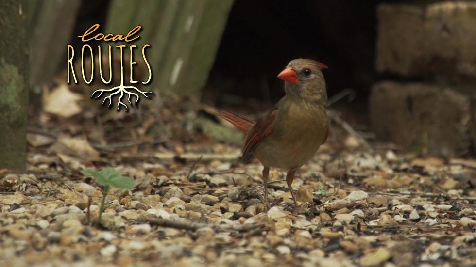Local Routes-Episode 221 image