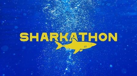 Video thumbnail: SCI NC Preview | Sharks!