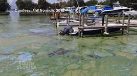 Video thumbnail: Your South Florida July 13th, 2018