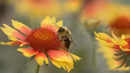 Preview of "Beyond the Buzz"