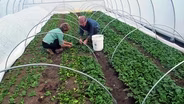 Year-Round Growing with Eliot Coleman