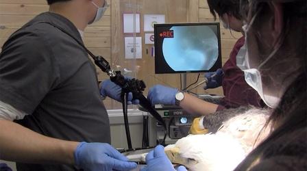 Video thumbnail: Untamed Technology in Wildlife Medicine