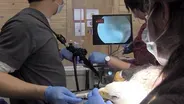 Technology in Wildlife Medicine