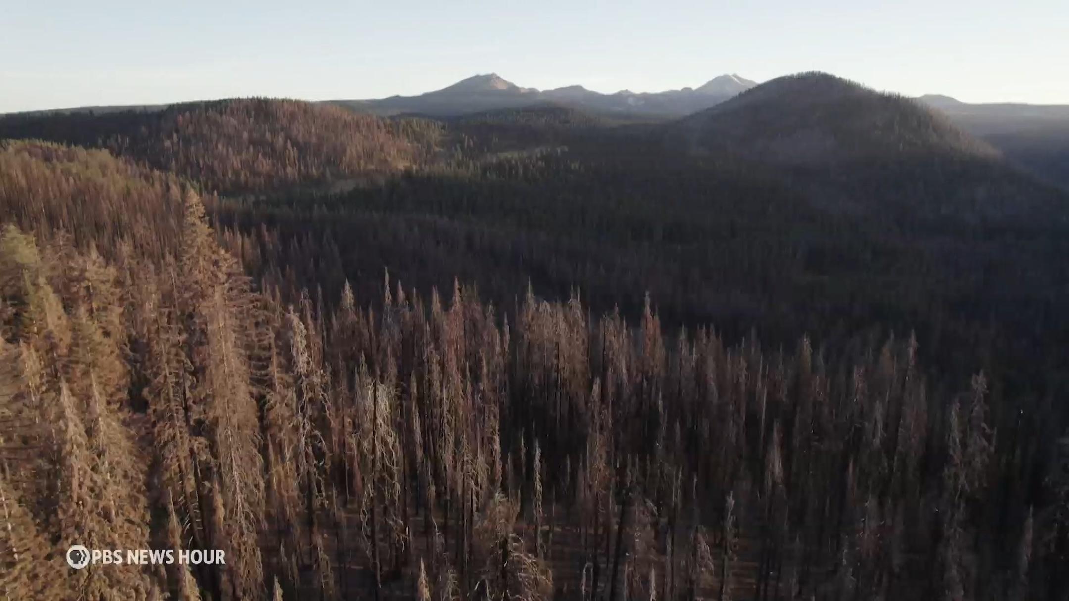 U.S. Forest Service, timber companies spraying record amounts of glyphosate in California