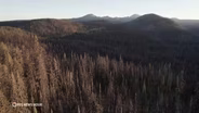 Record amounts of glyphosate sprayed in California forests