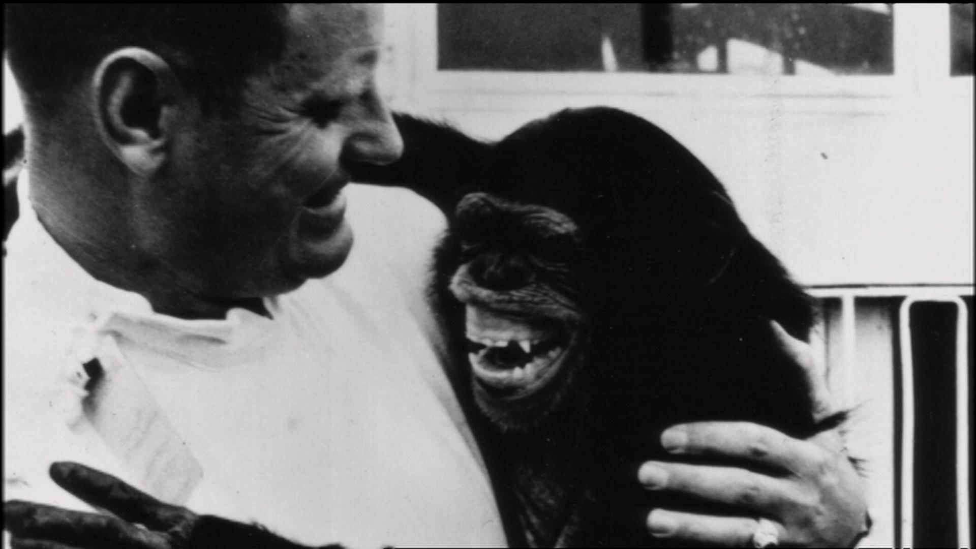 Chimpanzees: An Unnatural History