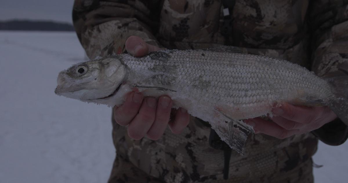 Whitefish and tullibee sport-netting to open on northern lakes