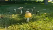 Mushrooms, Weakness and Doubt