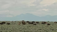 Bison Eviction Halted / Mapping County Roads