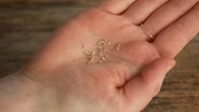 How Does a Seed Grown in Decorah Get To Your Own Garden?