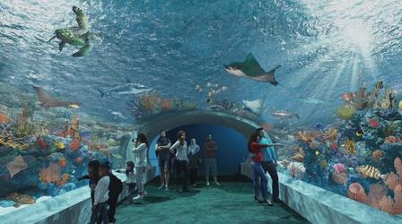 Video thumbnail: Chicago Tonight Shedd Aquarium Embarks on $500M Transformation