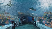 Shedd Aquarium Embarks on $500M Transformation