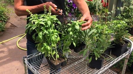 Video thumbnail: Great Gardening Herb Maintenance for Best Flavor