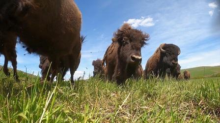 Video thumbnail: Oregon Field Guide Bison Ranching
